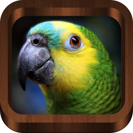 Bird Songs - Bird Call & Guide