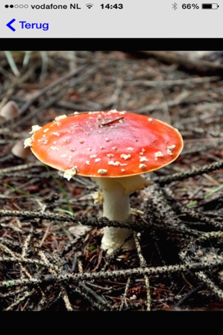 Paddenstoelen screenshot 2