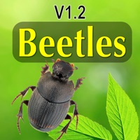 North American Beetles PC 용