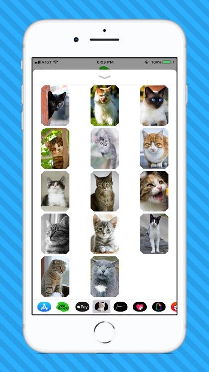 Cat Photo Stickers