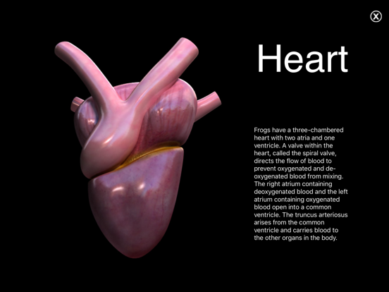 frog dissection heart