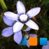 PIExplorer for Picasa Pro - iPadアプリ