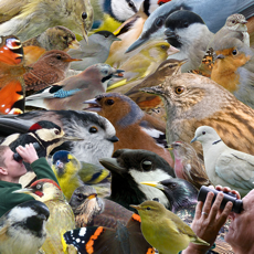 Activities of Animals : Wild Birds Quiz