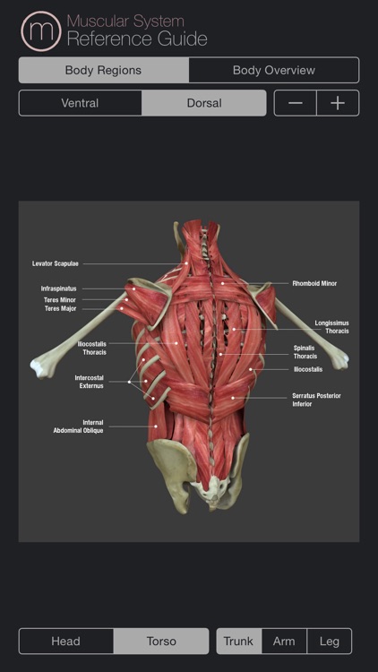 Human Muscular System Guide