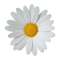 Floral Design Studio