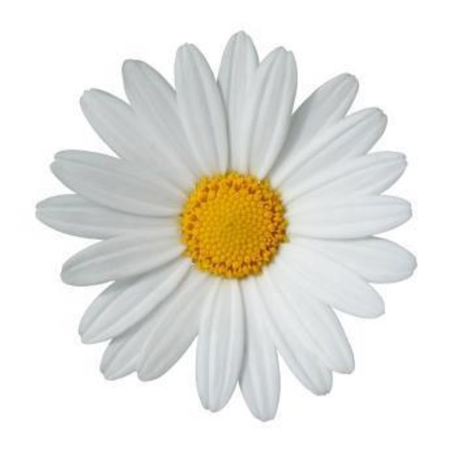 Floral Design Studio icon