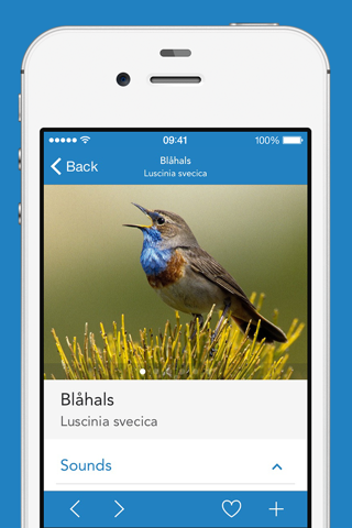 iKnow Birds 2 LITE screenshot 3