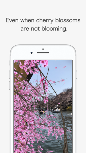 AR Hanami(圖3)-速報App