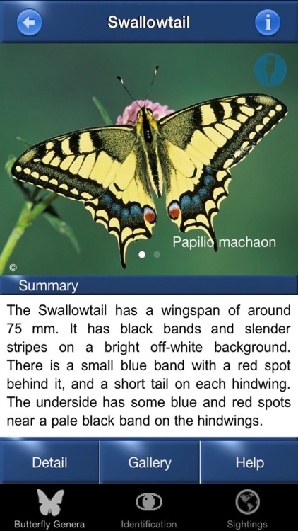 Butterfly Id - UK Field Guide