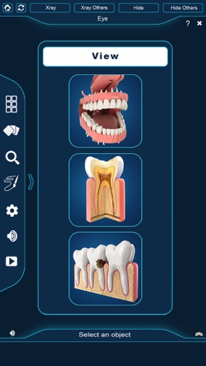 My Dental Anatomy