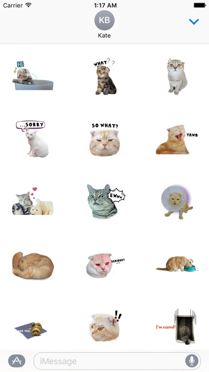 Adorable Scottish Fold Cat Sticker