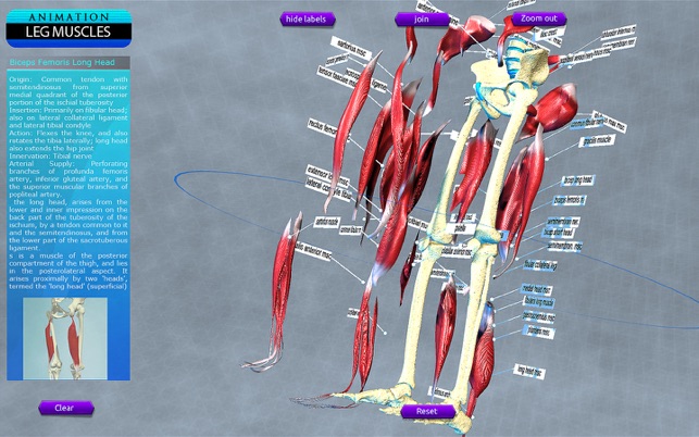 Leg Muscles Motion(圖5)-速報App