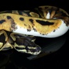 ballpython-colormorphs.com