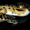 Die neue Smartphone-App von ballpython-colormorphs