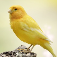 Canary Sounds Avis