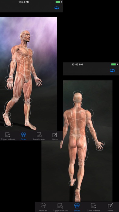 Muscle Trigger Points: Guide & Referenceのおすすめ画像3