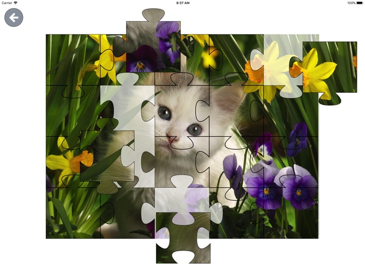 Animal Puzzle Jigsaw HD