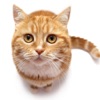 猫の声 - 猫の愛好家 - iPadアプリ
