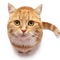 Icon Cat sound - for cat lovers