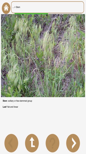 Inland NW Weeds(圖4)-速報App