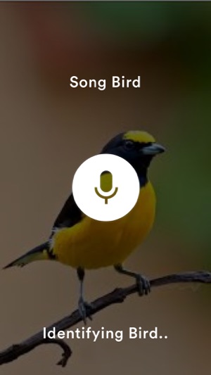 SongBird Pro.(圖2)-速報App