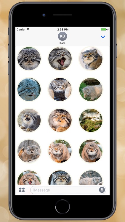 Big Manul Cats Stickers