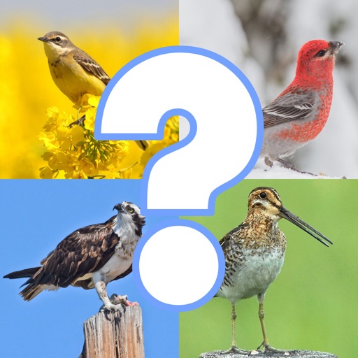 Bird Quiz - Name the Bird! Icon