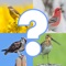 Bird Quiz - Name the Bird!