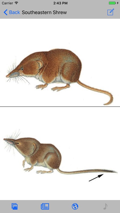 Mammals of North America screenshot-4
