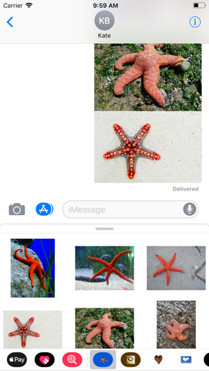 Starfish Sticker Pack(圖6)-速報App