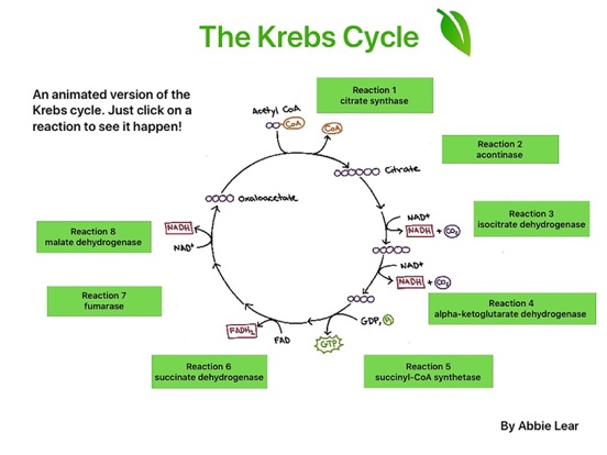 The Krebs Cycle | Apps | 148Apps