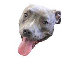Add more expressions to your messages with the Tenley in Seattle sticker pack