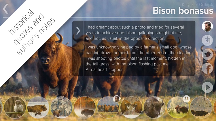 Bison bonasus screenshot-3