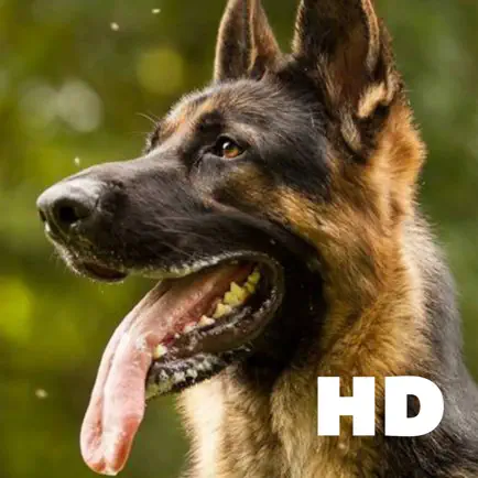 German Shepherd Wallpaper Cheats