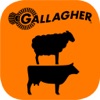 Gallagher Animal Dashboard