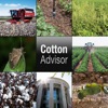Cotton Info