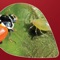 Identificación de pulgones y sus enemigos naturales - Belchim Crop Protection