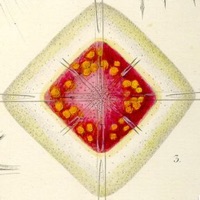 Pregnenolone Synthesis Tutor  PC 용