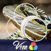 Venn Lizards Jigsaw Puzzle