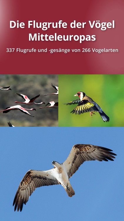 Flugrufe der Vögel