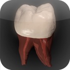 Top 24 Medical Apps Like Real Tooth Morphology - Best Alternatives