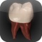This groundbreaking app uses high resolution micro-CT scan data of real teeth