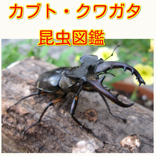 カブトムシ クワガタ 昆虫図鑑ムシキング By Akio Shimura