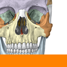 Sobotta Anatomy Atlas Free