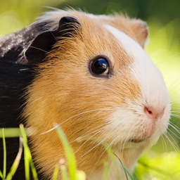 Guinea Pig Kids Jigsaw Puzzle