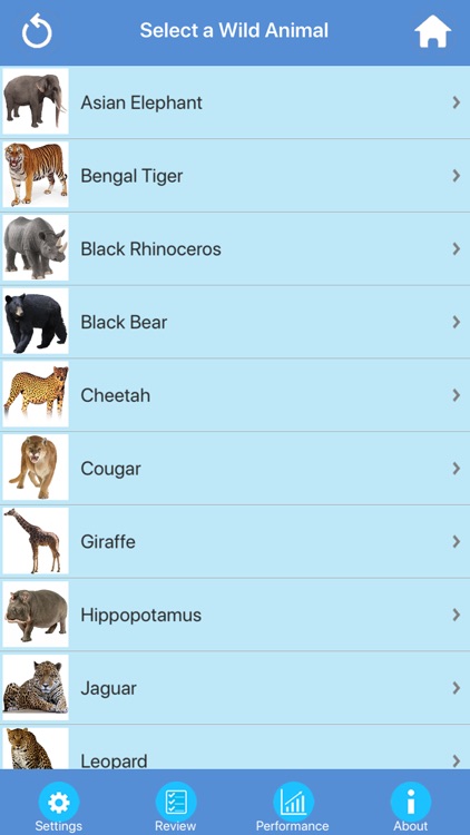 Wild Animals Quiz