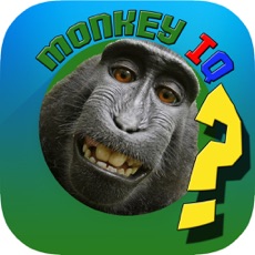 Activities of MonkeyIQ