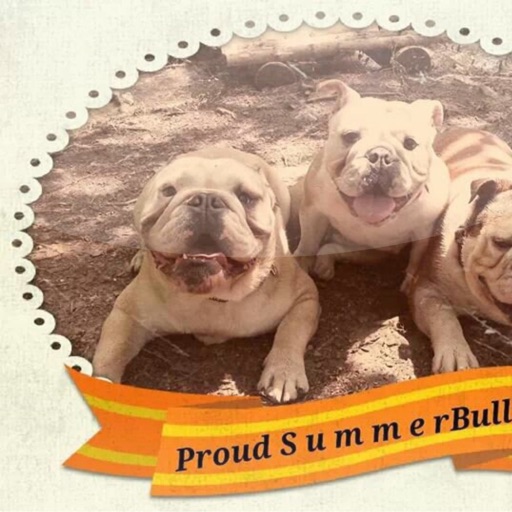 Proud SummerBulls