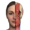 APPLICATION D’ANATOMIE FACIALE INTERACTIVE