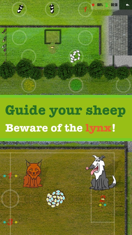 Sheep dog Championship